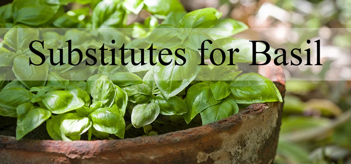 substitutes-for-basil-herbs
