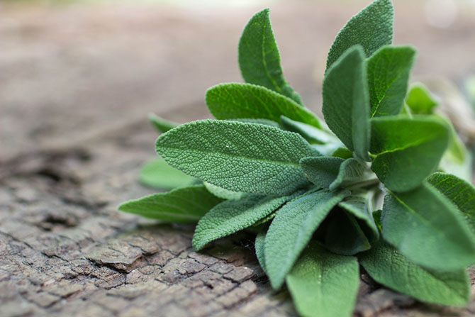 thyme substitute - Sage