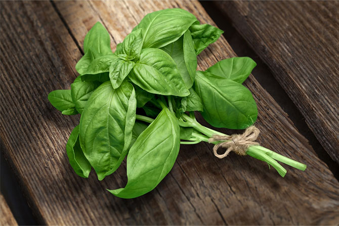 thyme substitute - basil