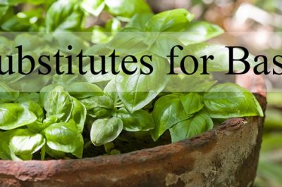substitutes-for-basil-herbs